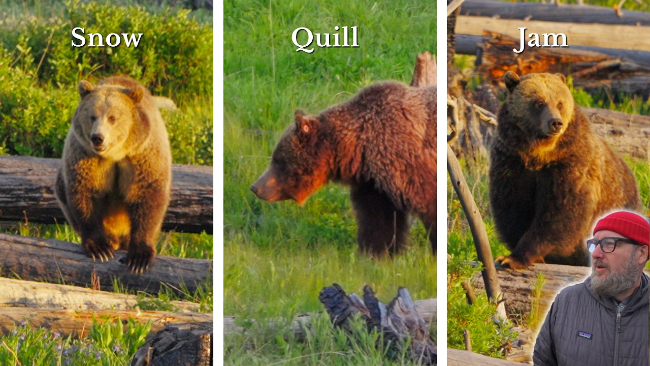 3 Grizzly Bears, Hanging Out?