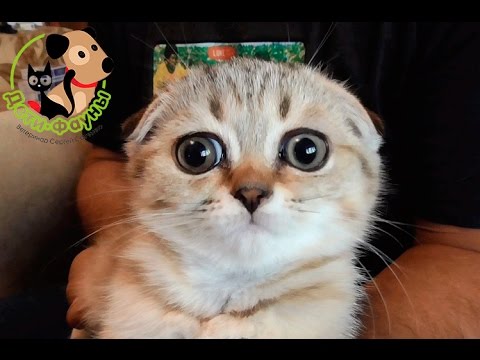 Video: Ako Si Vybrať Zdravé Mačiatko