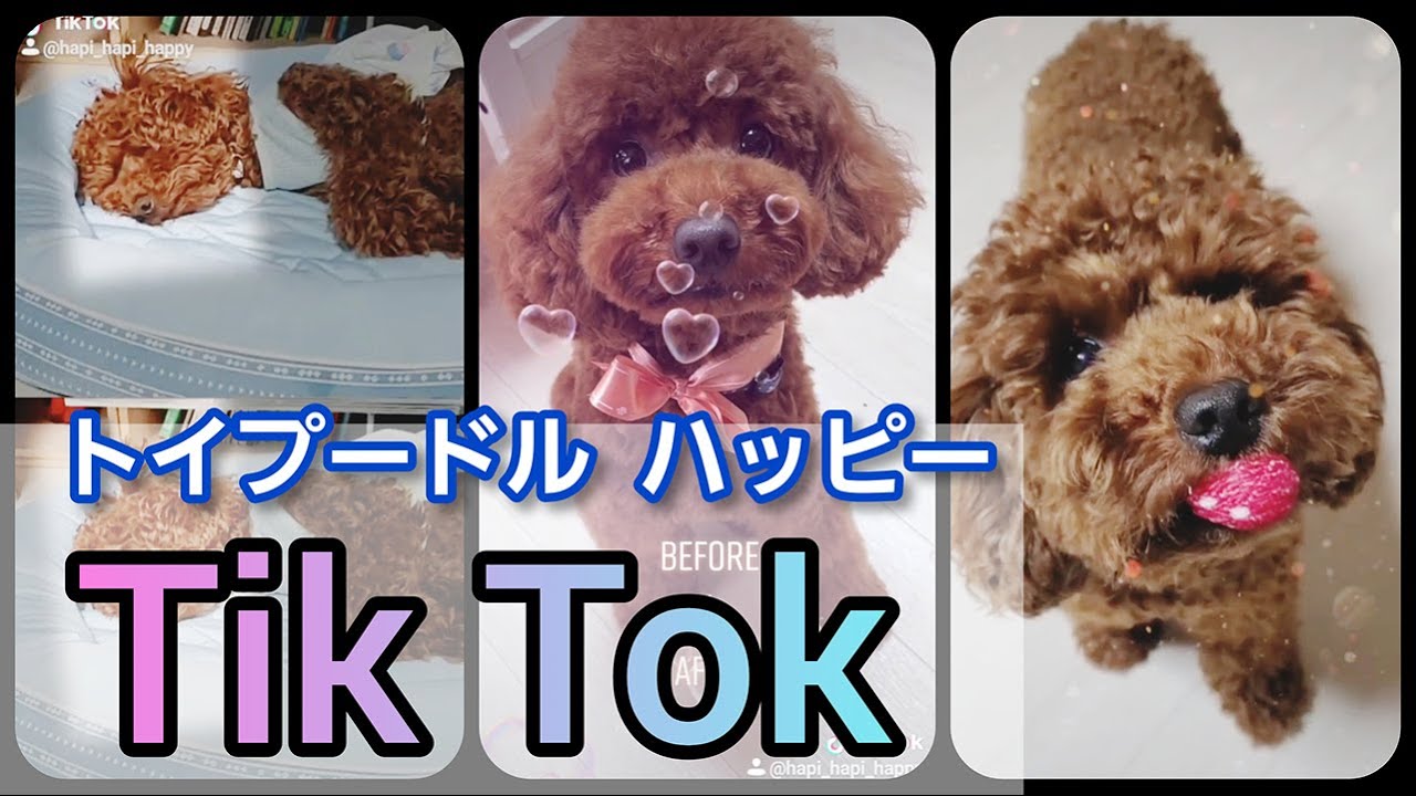 犬のtiktok集 トイプードルが鬼滅 人気曲もブサカワも 犬がいる暮らし Youtube