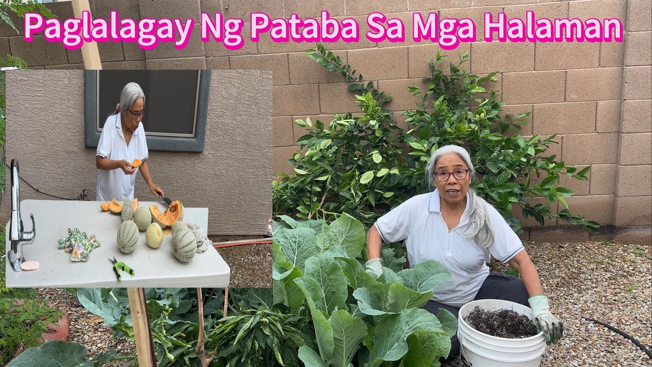 Panibagong Update At Pataba Sa Halaman#BuhayAmerikawithAteD