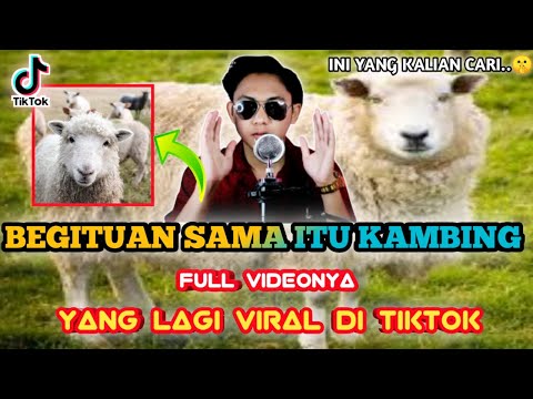 BEGITUAN SAMA KAMBING VIRAL DI TIKTOK - inalah penjelasan dan videonya