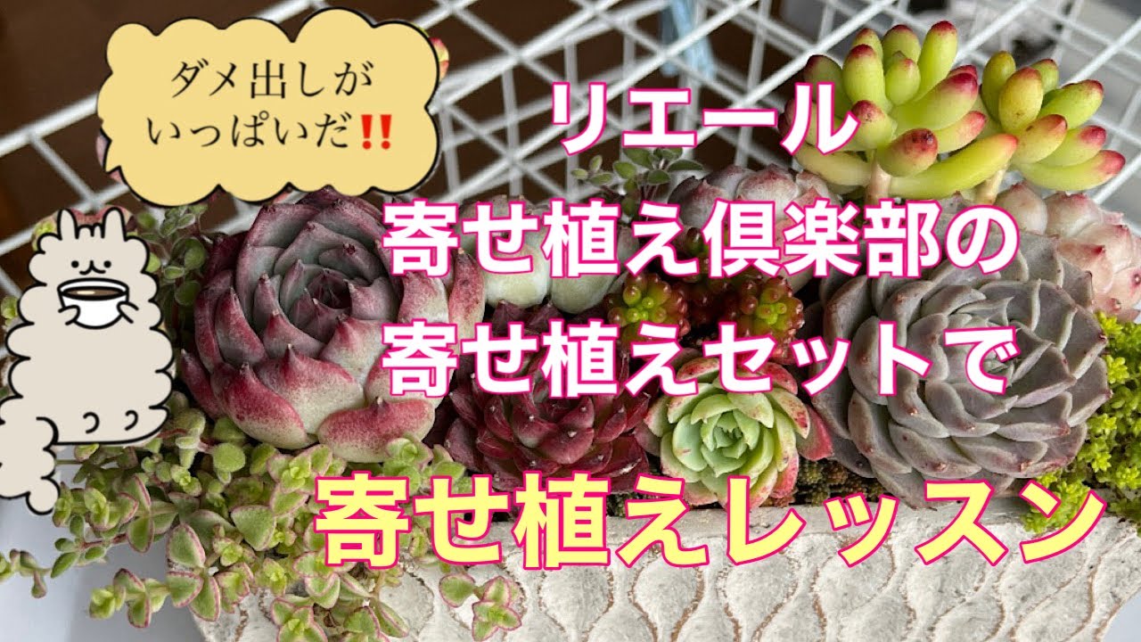 Vlog144】リエール寄せ植え倶楽部の寄せ植えセットで寄せ植えレッスン