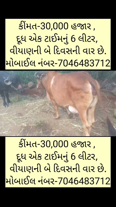 6 liters of milk per cow for sale