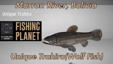 Unique Trahira Wolf Fish - Marron River, Bolivia - Fishing Planet Guide