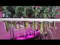 Aeroponics Cloner Update! Propagate Plants Fast & Easy From Cuttings!