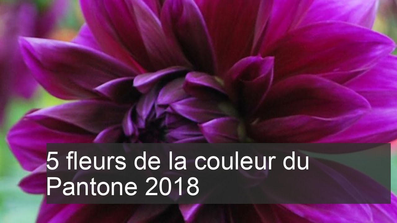 5 fleurs de la couleur du Pantone 2018