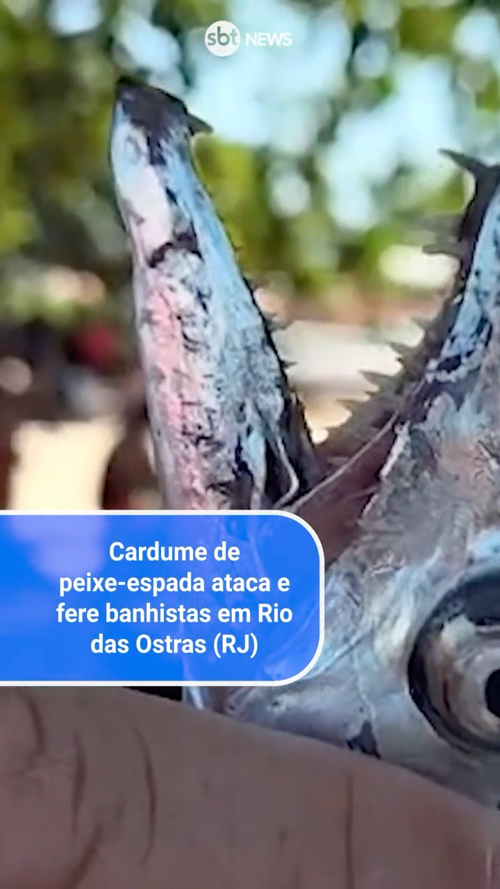 Cardume de peixe-espada ataca e fere banhistas em Rio das Ostras (RJ)