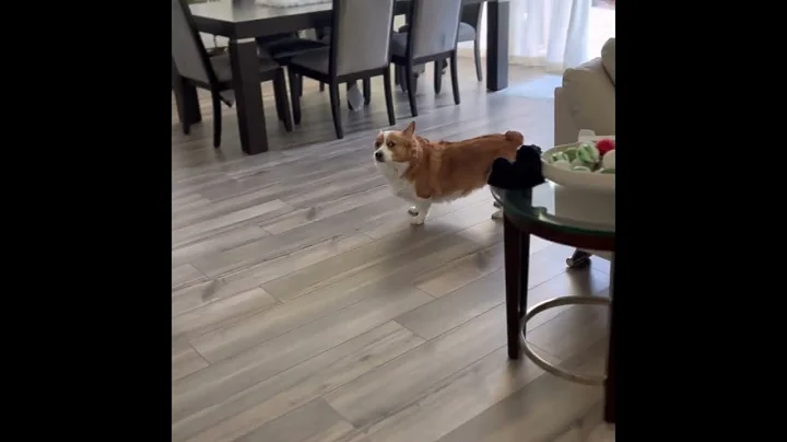 My Stubborn Corgi