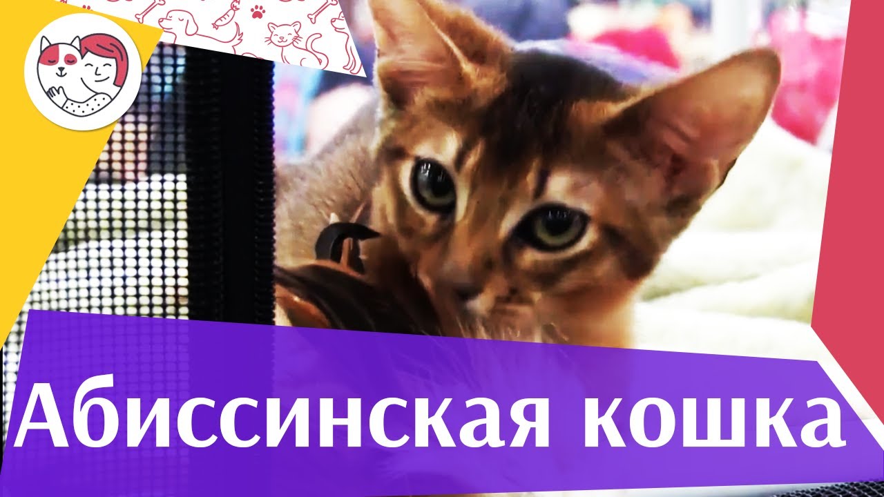 питомцы кукол лол Абиссинская кошка на ilikepet