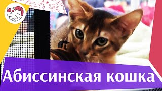 Абиссинская кошка на ilikepet Абиссинская кошка на ilikepet