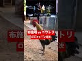 #布施明 vs #ニワトリ #ロングトーン 対決 #君は薔薇より美しい #声量 #おもしろ@【新生】布施明声量Channel[非公式] から動画をお借りしました