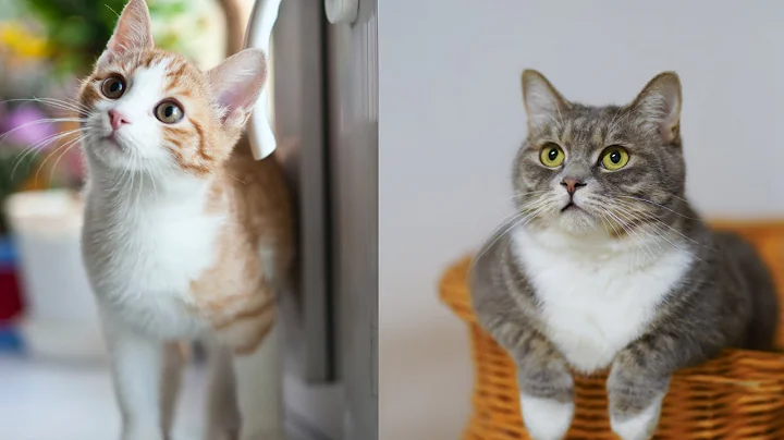 Video 4105751: pets baby cat, funny cat baby laughing, cat cute baby