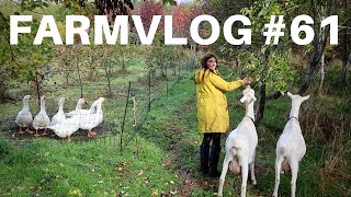 GEESE GROW OUR FIREWOOD | LAST OF THE TOMS | FV#61