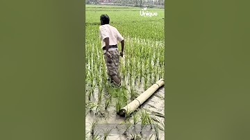 Farming for beginners: a simple guide to rice paddy farming