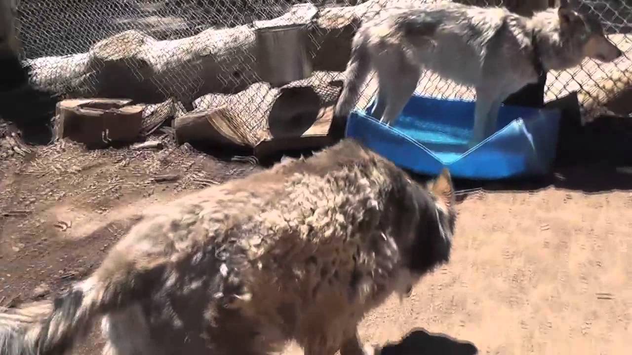 Rescue Wolf Dog Mix Bathing Standing Water LARC extinct animal footage