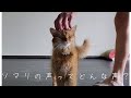 ソマリの声ってどんな声?