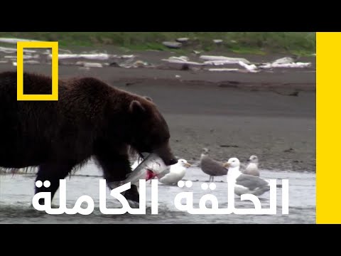 صدقوا أو لا تصدقوا حيوانات باتت جامحة ناشونال جيوغرافيك أبوظبي