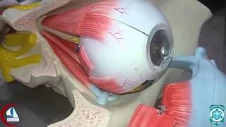 Orbit (Model) | Practical anatomy 2nd year screenshot 4