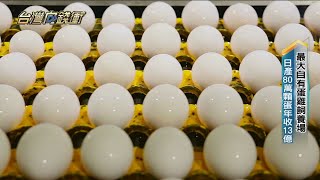 最大自有蛋雞飼養場 日產80萬顆蛋年收13億 20230415【台灣向錢衝】PART2