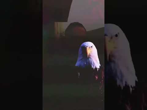 يا هلا ب الصقر