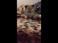 Silly simba  pomeranian