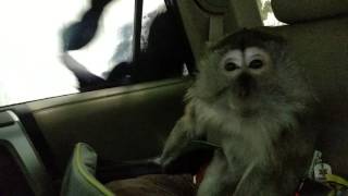 Car Wash Monkey