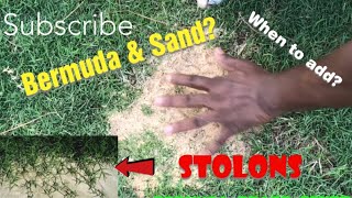 Why should you add SAND on your Bermuda lawn?