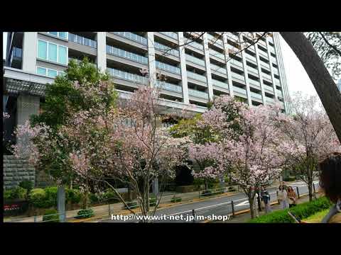 外濠公園（飯田橋付近）の桜 2024年4月2日 令和6年 みんなのアルバム