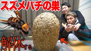 オオスズメバチの巣を真っ二つに切ったら中から大量の蜂が出てきて大パニック