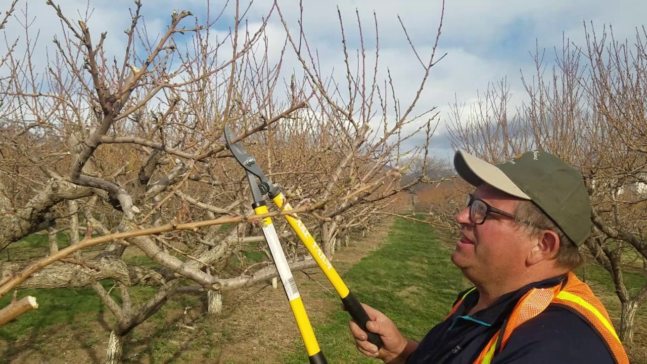 pruning peach trees download