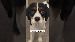 I’m kinda a big deal  #dogs #dog #dogshorts #dogsoftiktok #cavalier #kingcharles #spaniel #funny