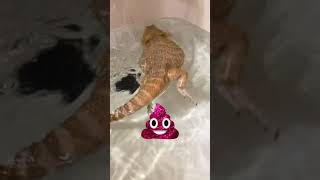 How To Potty Train Your Bearded Dragon #shorts