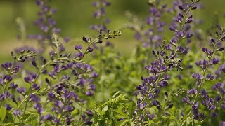 Cherokee Medicine Keepers, Protecting Plant Knowledge