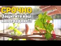 СРОЧНО - Защитите ваш виноградник!!!