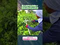 【女子高生でもできる庭木の剪定】#Shorts#庭木剪定#刈り込み#植木