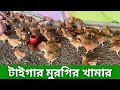 টাইগার মুরগির খামার। মাংস ও ডিম উৎপাদন। #sfj_agro