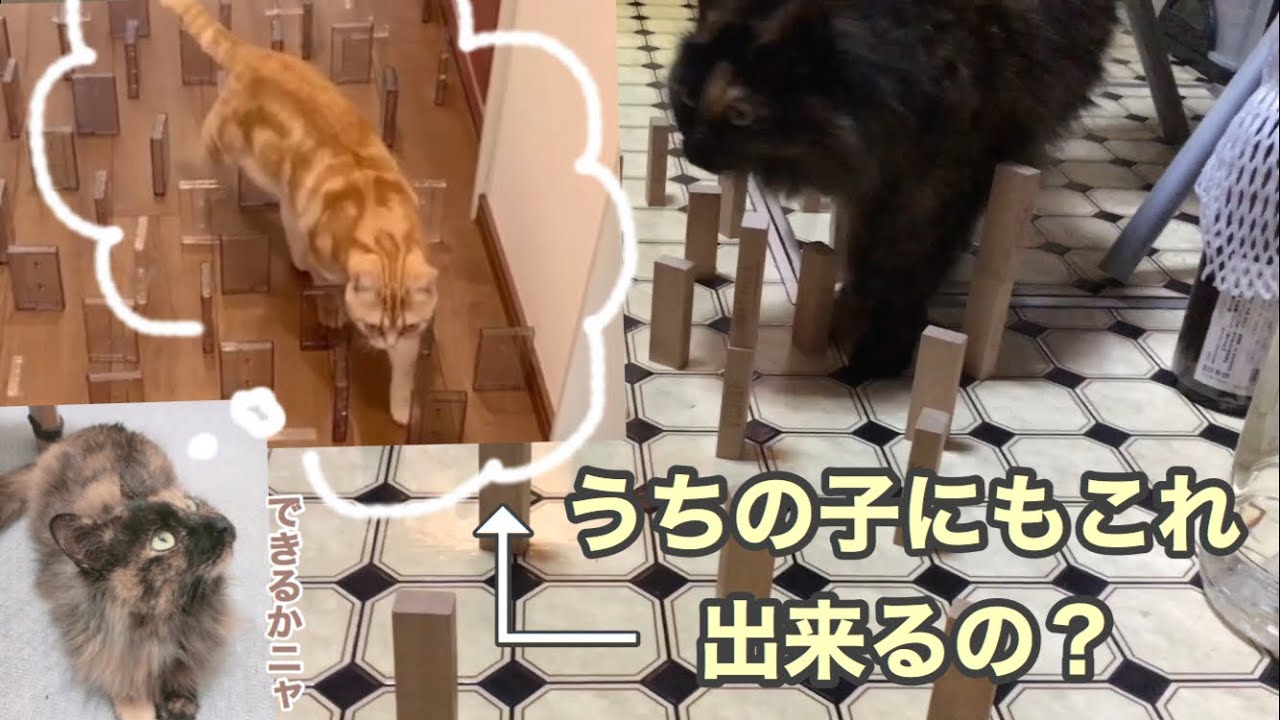 可愛い 猫って障害物避けて歩けるらしいじゃん うちの猫にも試してみた Youtube