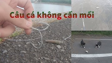 Hướng Dẫn Câu Cá Đối Bằng Lưỡi Câu 3 Tiêu||Gặp Lại Mèo Hoang||Japan Culi
