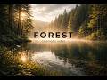 A Quiet Walk in the Forest | Relaxing Nature Music & Cinematic Transitions