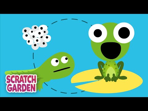 Video: Frog water color: plant description and care