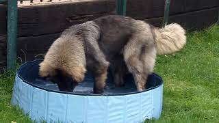 Caucasian Shepherd Koda getting nice and wet after her bath and blow dry!