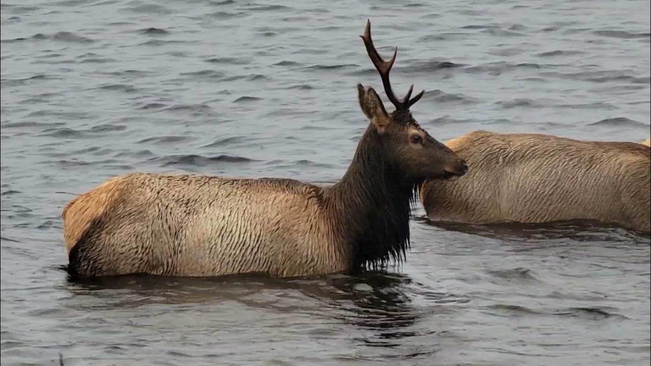 Oregon coast Elk YouTube