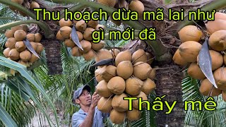 Thu hoạch vườn dừa mã lai siêu trái.giá dừa thu mua tại vườn tháng 2 .2023