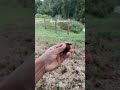 What is it?