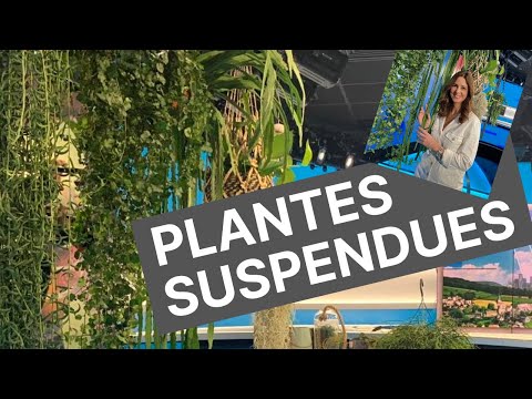 Vidéo: Lits Suspendus - élévations Efficaces Des Plantes