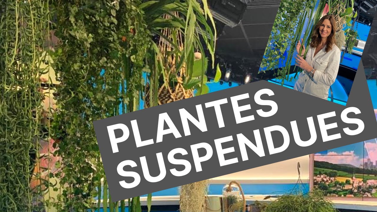 SUSPENSION POUR PLANTE - QUESTIONS / RÉPONSES (vidéo) - Mademoiselle  Claudine le blog