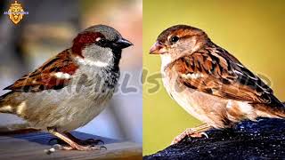 صوت دوري المنازل عصفور الدوري الكحالي 2 voice song call house sparrow