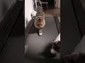 Feline fitness fanatic watch this cat master the treadmill