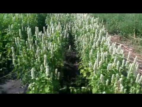 Лофант тибетский