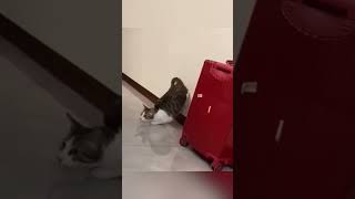 Rushing So Fast Just To Get That Slap🤣🤣 #Pets #Cute #Cat #Funny #Animals #Shorts #Tiktok
